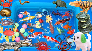 Bắt Các Động Vật Dễ Thương, Cá Sấu, Rùa Braxin, Cá Koi, Của, Lươn, Cá Chép, Cá Vàng #2