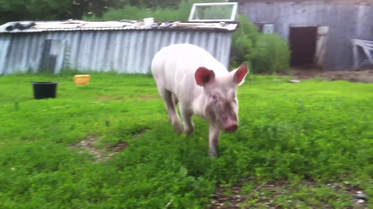 Свинки гуляют. Свинка на прогулке. Свинка гуляет на ферме.