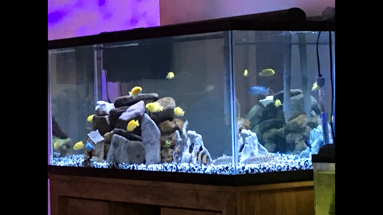 African Mbuna Cichlid New Rocks Cape 75 Gallon Aquarium Set Photo Inspiration