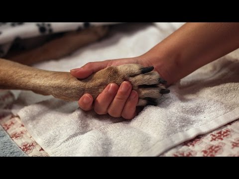 Linfoma, el tipo de cáncer más común en los perros hqdefault
