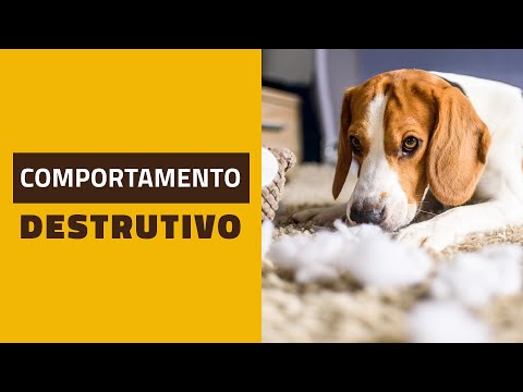 Vídeo: Pergunte a um treinador de cães: Meu cão crescerá com esses comportamentos ruins?