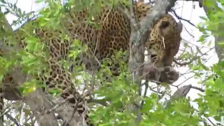 Maasai Mara Leopard