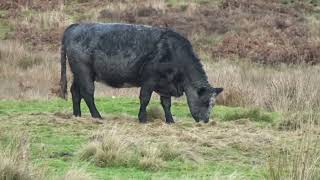 Cuddly Cow feeding on winter straw on the moors in England. by Boro Adventure 159 views 5 months ago 50 seconds