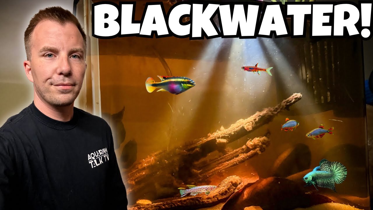 САМЫЙ БЕЗУМНЫЙ аквариум, который я купил ВСЕГО за 20 долларов на TEMU!