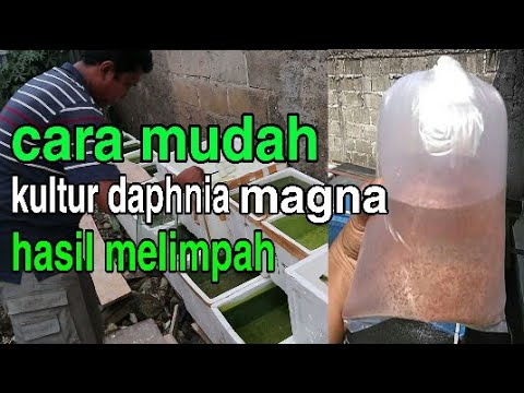 Video: Pendekatan Gen Target: Ekspresi Gen Dalam Daphnia Magna Yang Terpapar Pada Kairomones Yang Ditularkan Oleh Predator Atau Terhadap Mikrokystin Dan Microcystin Aeruginosa Yang Bebas