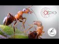 Анатолий Захаров: "Индивидуальность и разнообразие в социуме насекомых"