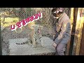 [에버랜드 타이거밸리 애니멀톡] 귀여운 무궁이와 더 귀여운 이지연 사육사님 everland tiger family, cat tiger