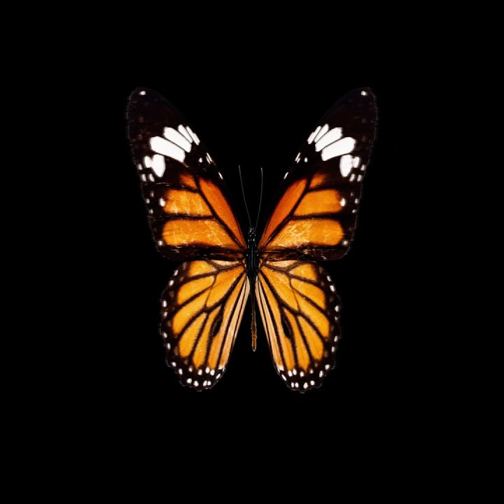 Butterfly Overlay