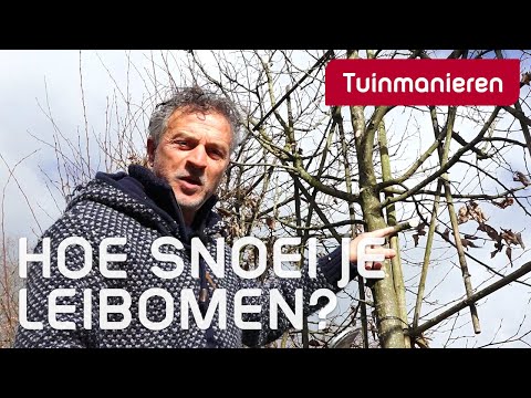 Video: Kersiebome snoei - Wanneer en hoe om 'n Kersieboom te snoei