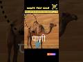 “बचपन से जो सुना… वो गलत निकला! 😨🐪” 🔥#camel #factsinhindi #didyouknowfacts #ytshorts #viralvideo #fa