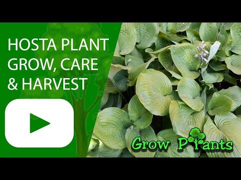 Hosta plant - grow, care, harvesting & eat (indoor plant)