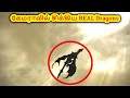   real dragons  dragons caught on camera tamil   vikky pictures