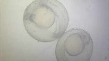 Zebrafish Embryo Development Under Microscope | Time Lapse of Fish Egg Growth