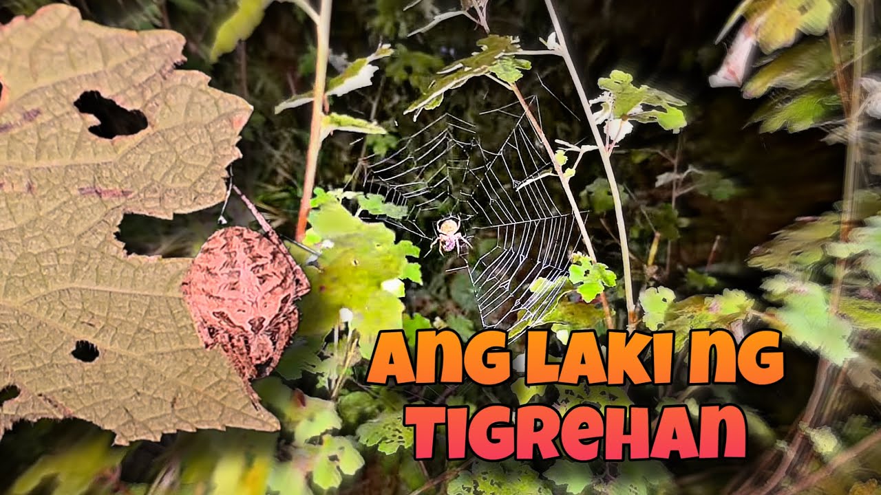 Ang Laki ng Tigrehan | Spider Hunt at Night