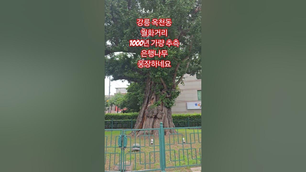 #강원아리랑# 유지나 #은행나무# 월미도# 이쁜숙#