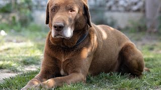 The Special Bond Between Chesapeake Bay Retrievers and Hunters