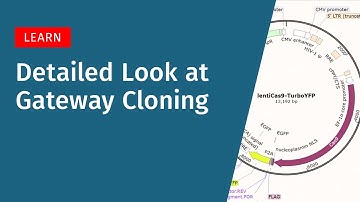 A Detailed Look at Gateway Cloning