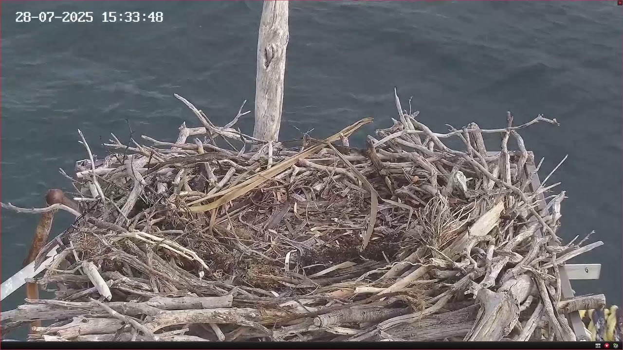 Port Lincoln Osprey Live Stream