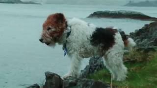 Ben Fox Terrier in Scotland, 2014 - 2016 by Ben Foxterrier 1,674 views 5 years ago 3 minutes, 56 seconds