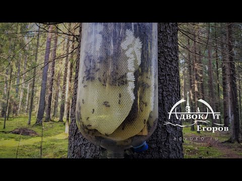 Видео: Хиперборея – гъркът прескочи реката