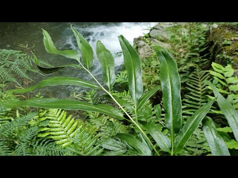 Video: Biljke crnog bambusa - kako se brinuti za crni bambus u vrtovima