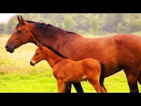Wideo: Czym są les chevaux?