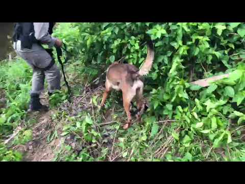 Tarauacá : Polícia  Militar  usa cadela Amora para localizar  cocaína