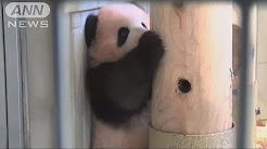 上野動物園の赤ちゃんパンダ  「シャンシャン」木登りにも挑戦！？