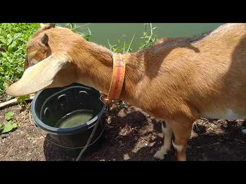 PAGPAPAINOM NG ALAGANG KAMBING || NATIVE NA KAMBING || BUHAY PROBINSYA