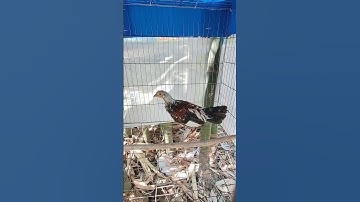 chuối mã lại #thứcgàrừng86 #gàrừngrặc#gàrừngtaitrắng