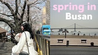 spring in busan 🌸 korean vlog ep.1 | cherry blossom, về quê anh Jungkook🤍