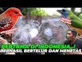 PERTAMA DI INDONESIA..! BINGLIS & STRAWBERRY FINCH BERHASIL MENETAS DI AVIARY..! BAYINYA KECIL BGT