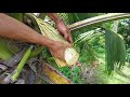 Coconut wine making and Harvesting