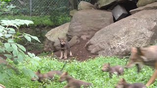 Cute Wolf Pups Play, One Stays 🐺