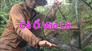 Thăm Lờ Cá Mùa Nước Nổi - Dính Ổ Cá Trê Lai Khủng 😱 Trong Rừng Tràm Nước 