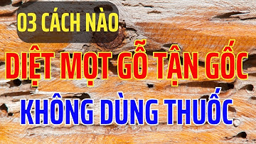3 Cách Diệt Mọt Gỗ Không Dùng Thuốc Tại Nhà  | Cách Trị Mối Mọt Gỗ Dân Gian Không Độc