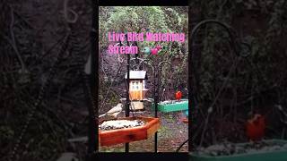 Relaxing #live #birdwatching #nature #animals #birds #cardinals #bluejays #squirrels #shorts