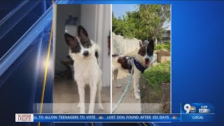 Dog lost 101 days in Las Cruces reunited with family