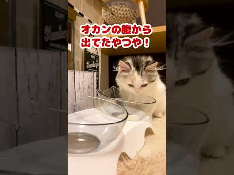 ミルクを飲んでオカンを懐かしむ子猫【おしゃべりする猫】 #Shorts