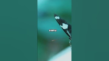 Butterfly Cause a Tornado? The Butterfly Effect Explained!