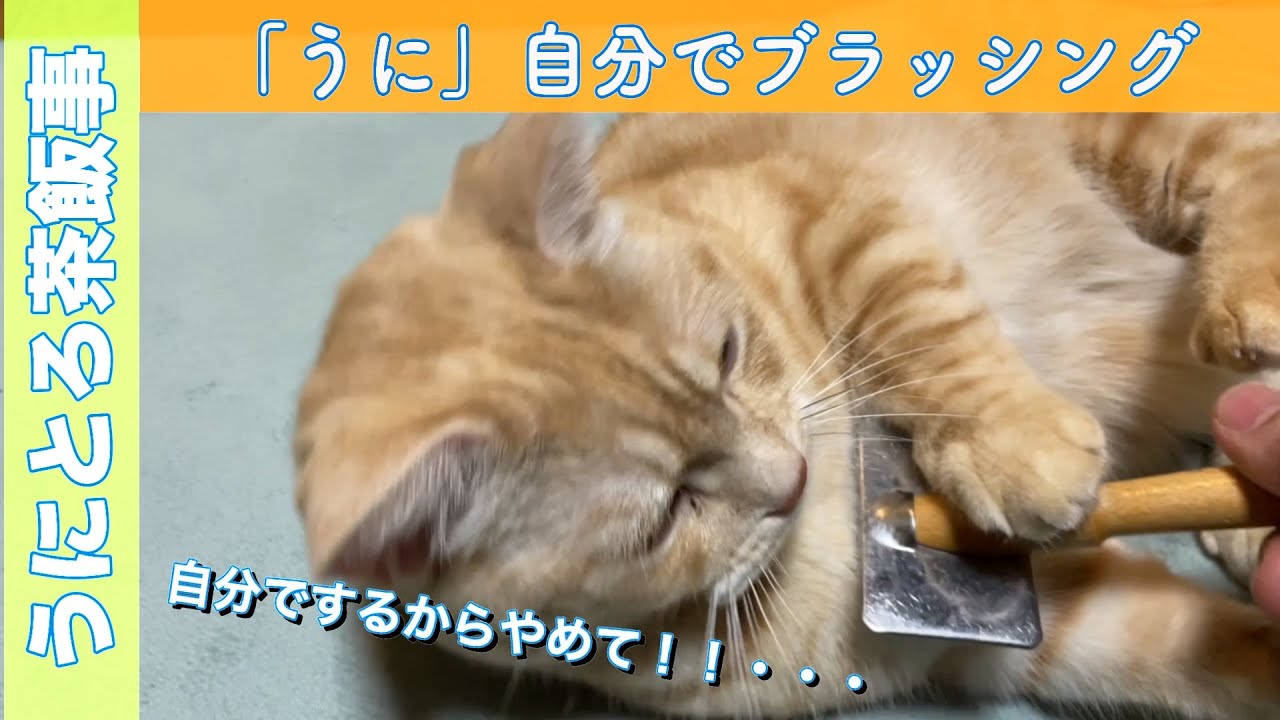 マンチカン　うにとろ茶飯事871　自分でブラッシング！？　〜マンチカン「とろ」と「うに」の日常風景〜　#猫動画#マンチカン #猫 ＃おもしろ猫 #猫かわいい　＃チワワ