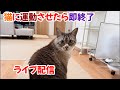 猫に運動させたら即終了