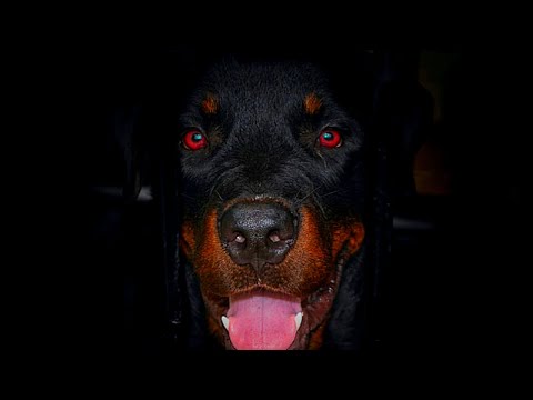 Vídeo: Americano, alemão ou romano? Os diferentes tipos de rottweilers