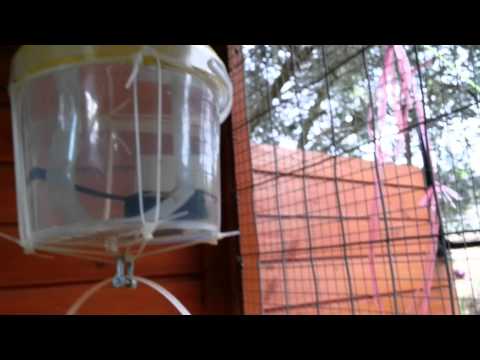 Auto chicken swing