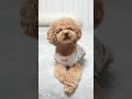 何度も首をかしげる犬が可愛すぎた #Shorts