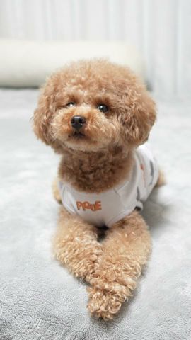 何度も首をかしげる犬が可愛すぎた #Shorts