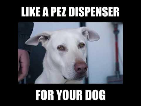 Dog Treat Dispenser  by PAWKET TREATS by PAWKET TREATS — Kickstarter