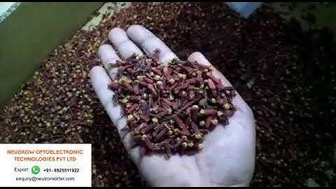 CLOVE COLOR SORTER MACHINE-ZX1 MODEL FROM NEUTRON