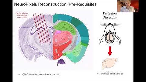 2020 Lecture 3.08 - Reconstructing Neuropixels tracks from 3D anatomy - Steven West (IBL)