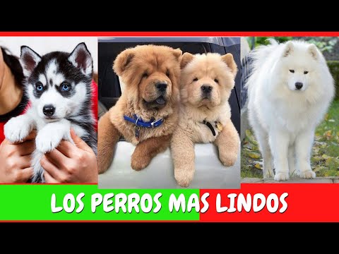 Video: Que lindos son estos perros